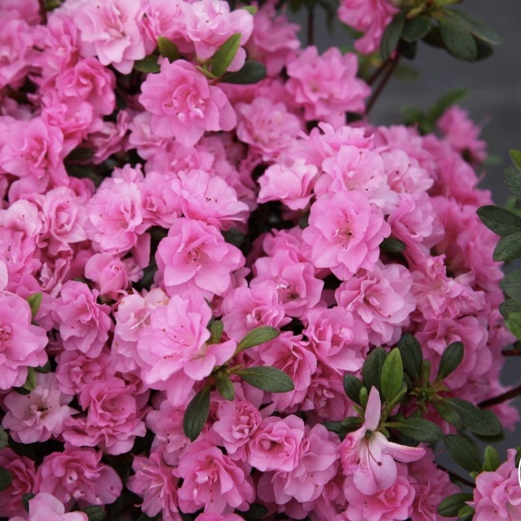 Азалия японская (Azalia japonska "Rosinetta")