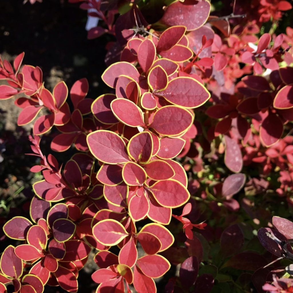 Барбарис Тунберга (Berberis thunbergii "Golden Ring")