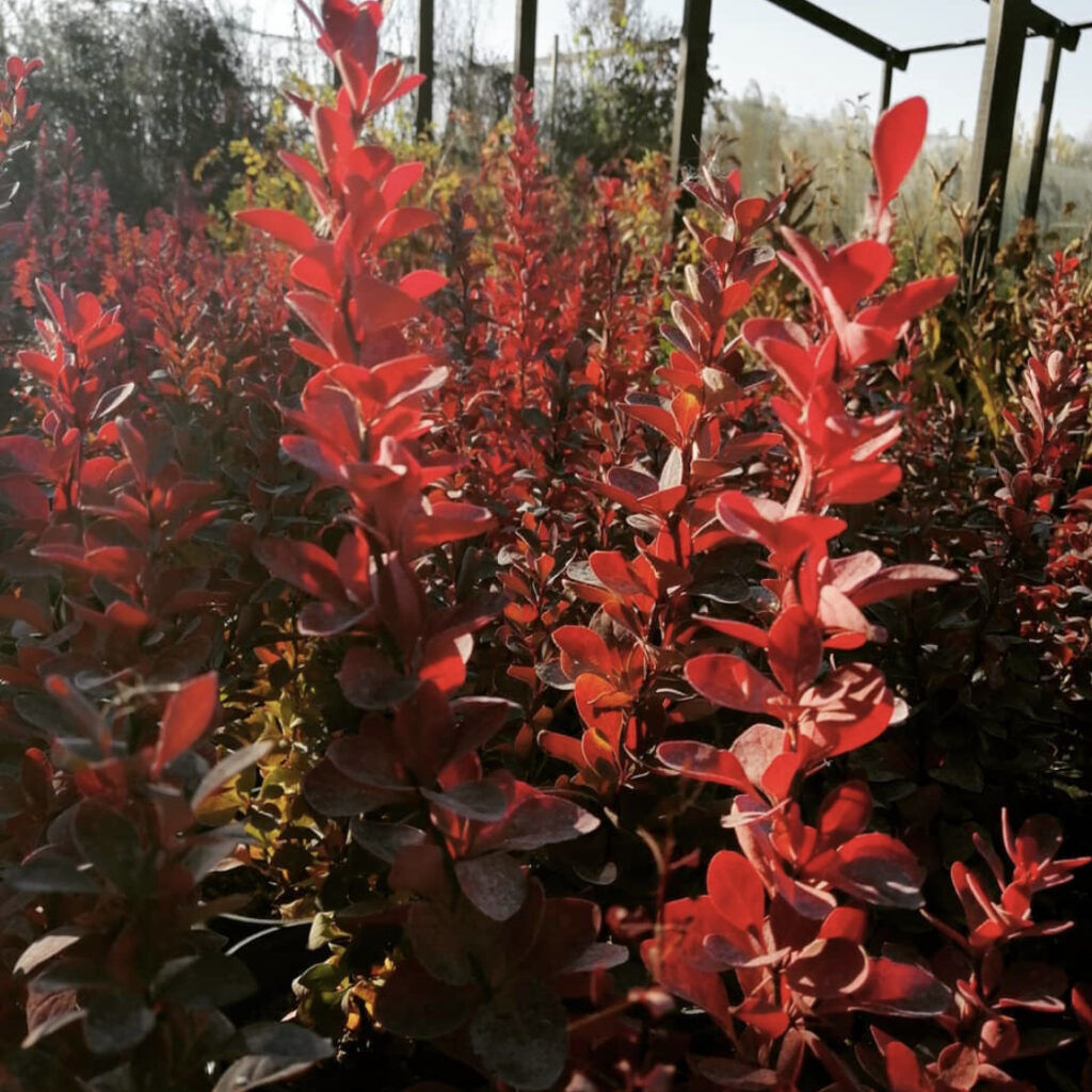 Барбарис Тунберга (Berberis thunbergii "Red Rocket")