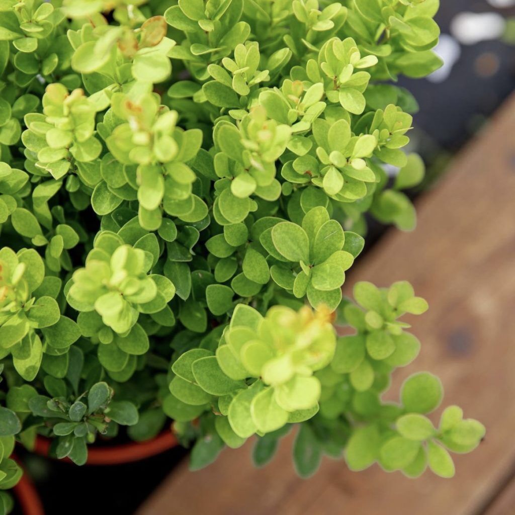 Барбарис Тунберга (Berberis thunbergii "Erecta")