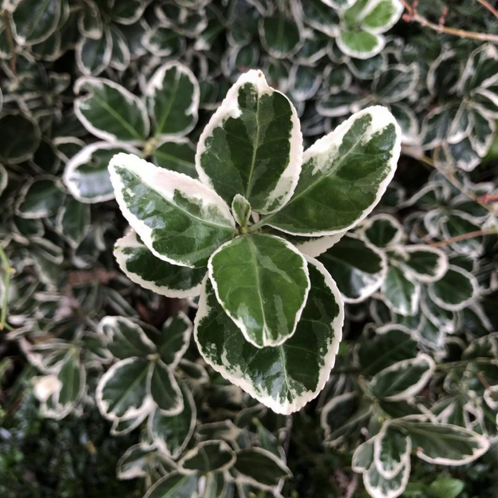 Бересклет Форчуна (Euonymus fortunei "Silver Queen")
