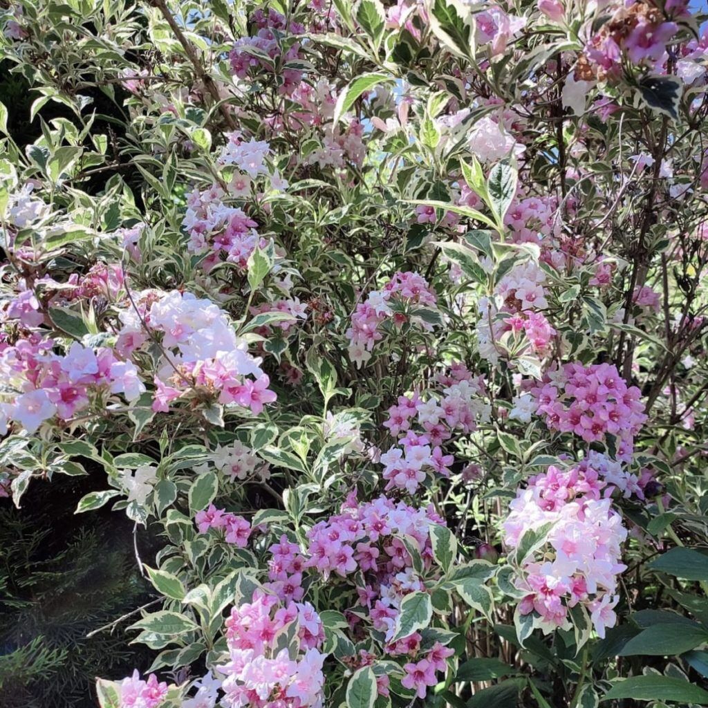 Вейгела цветущая (Weigela florida "Bristol Ruby")