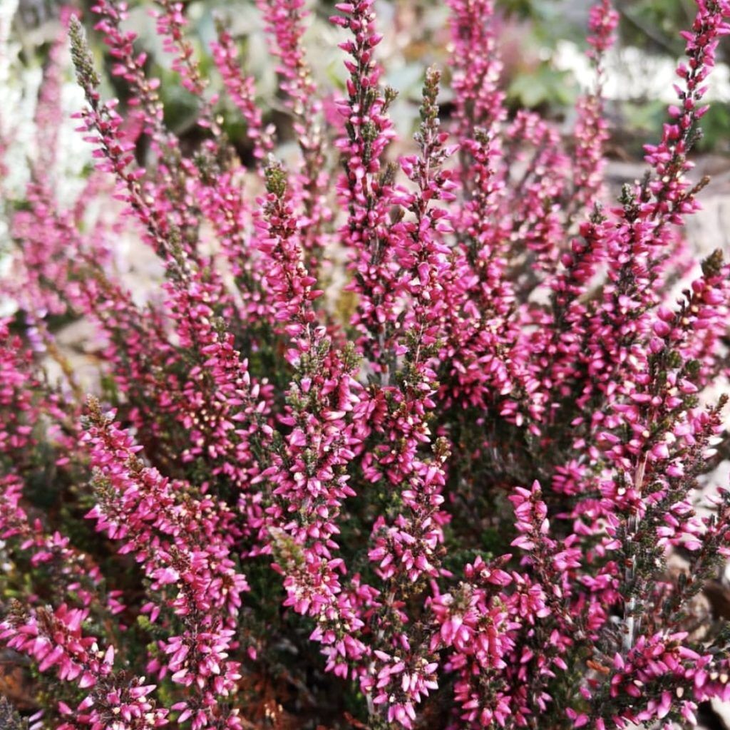 Вейгела цветущая (Weigela florida "Bristol Ruby")
