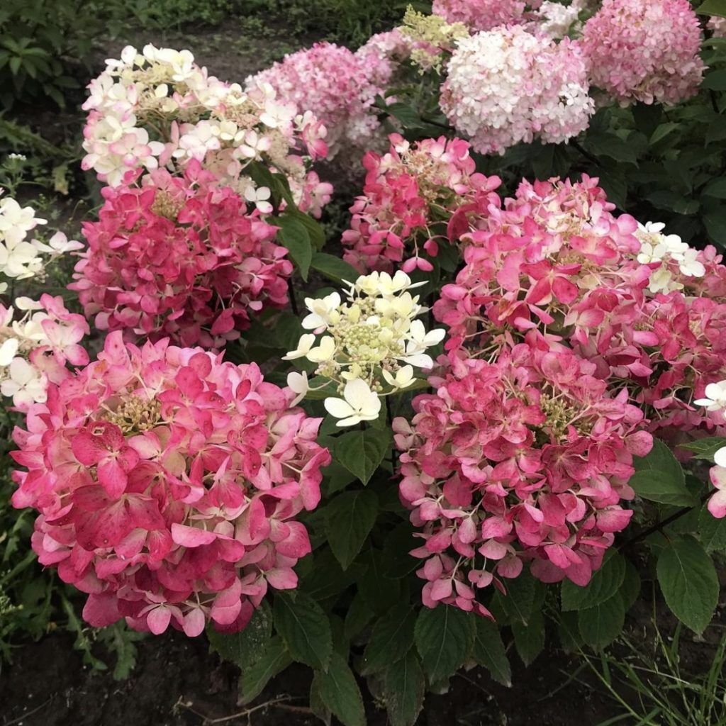 Гортензия метельчатая (Hydrangea paniculata "Silver Dollar")