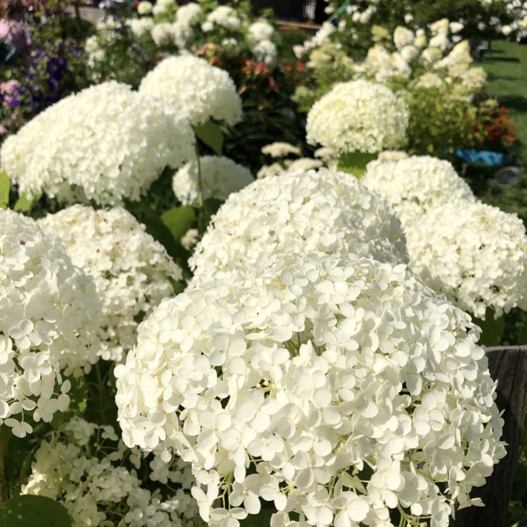 Гортензия метельчатая (Hydrangea paniculata "Polar Bear")
