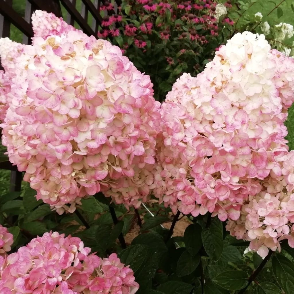 Гортензия метельчатая Magical Sweet Summer
