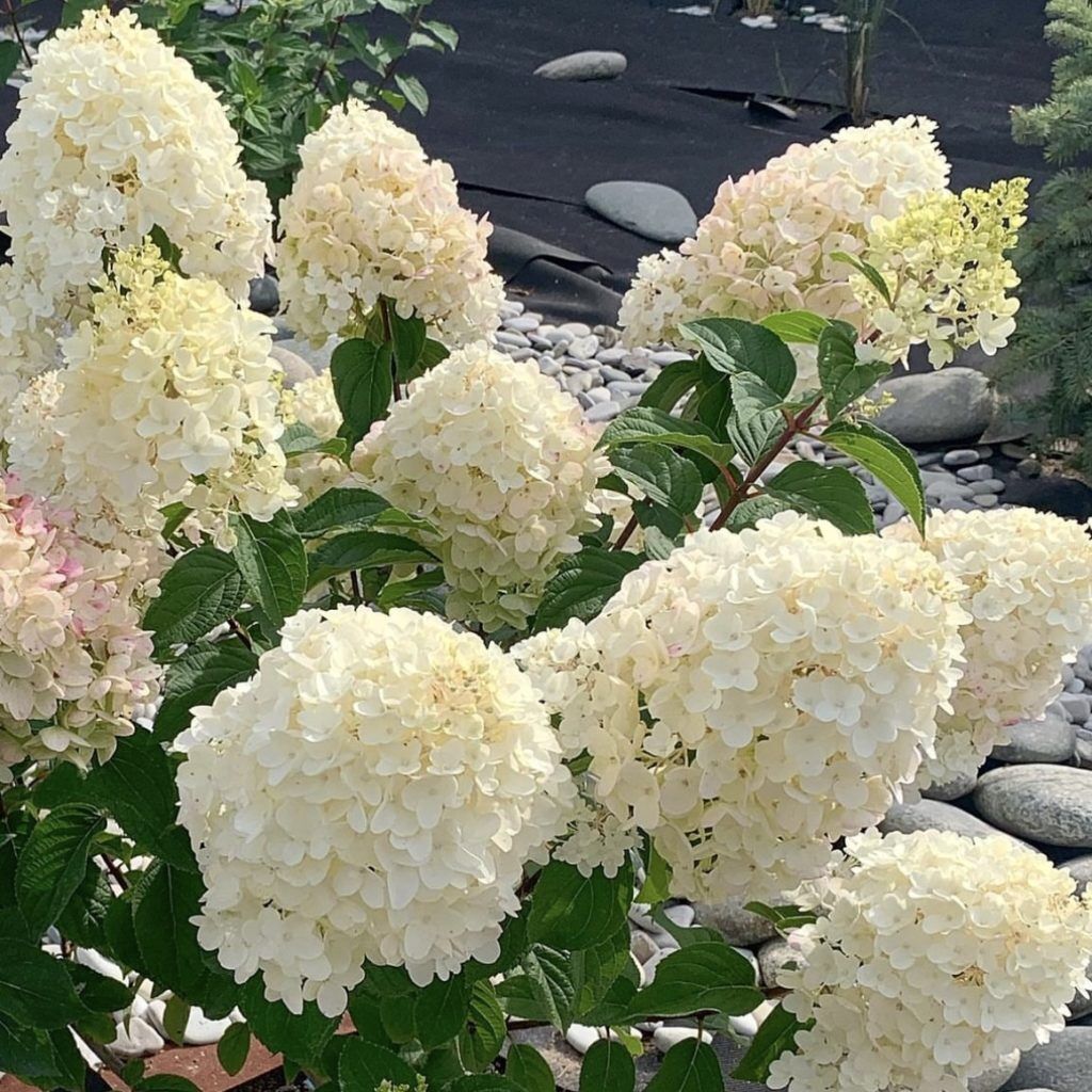 Гортензия метельчатая (Hydrangea paniculata "Silver Dollar")