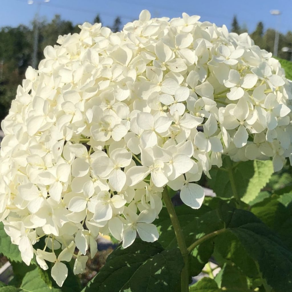 Гортензия метельчатая (Hydrangea paniculata "Phantom")