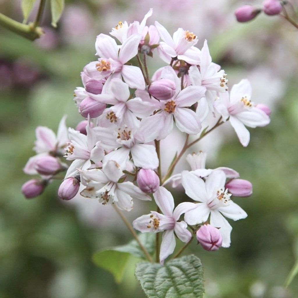 Дейция гибридная (Deutzia x hybrida "Pink Pom Pom")