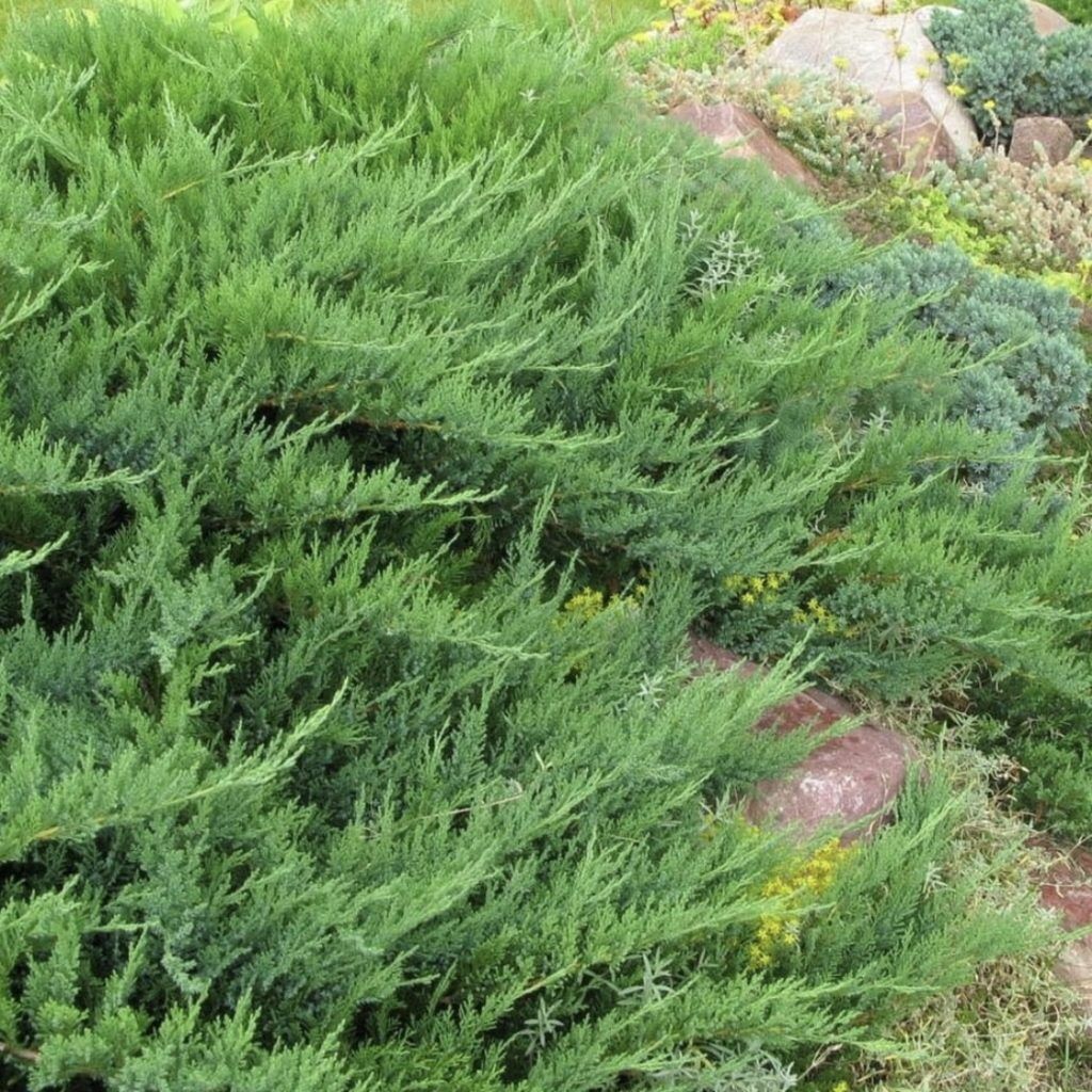 Можжевельник горизонтальный (Juniperus horizontalis "Alpina")