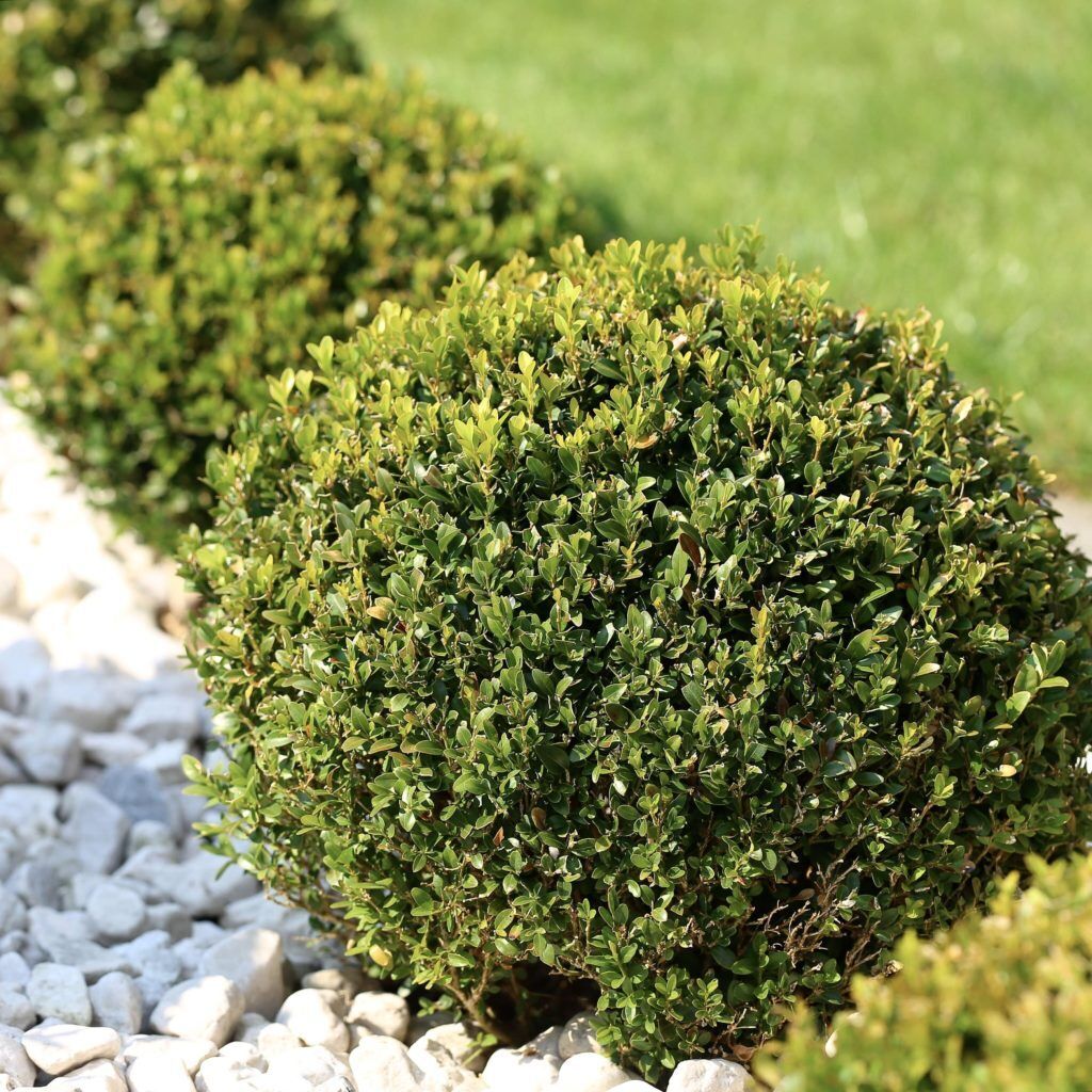 Самшит (Buxus sempervirens)