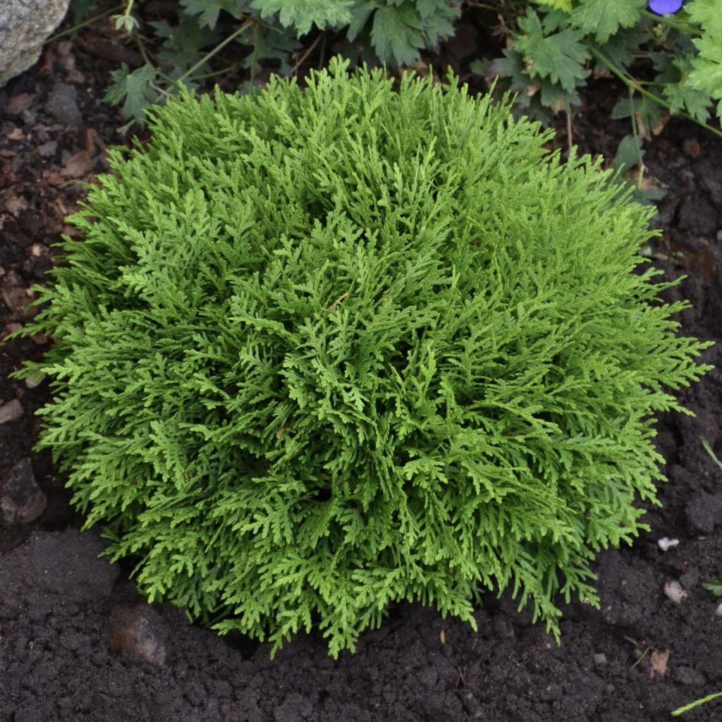 Туя западная Даника (Thuja occidentalis 'Danica')