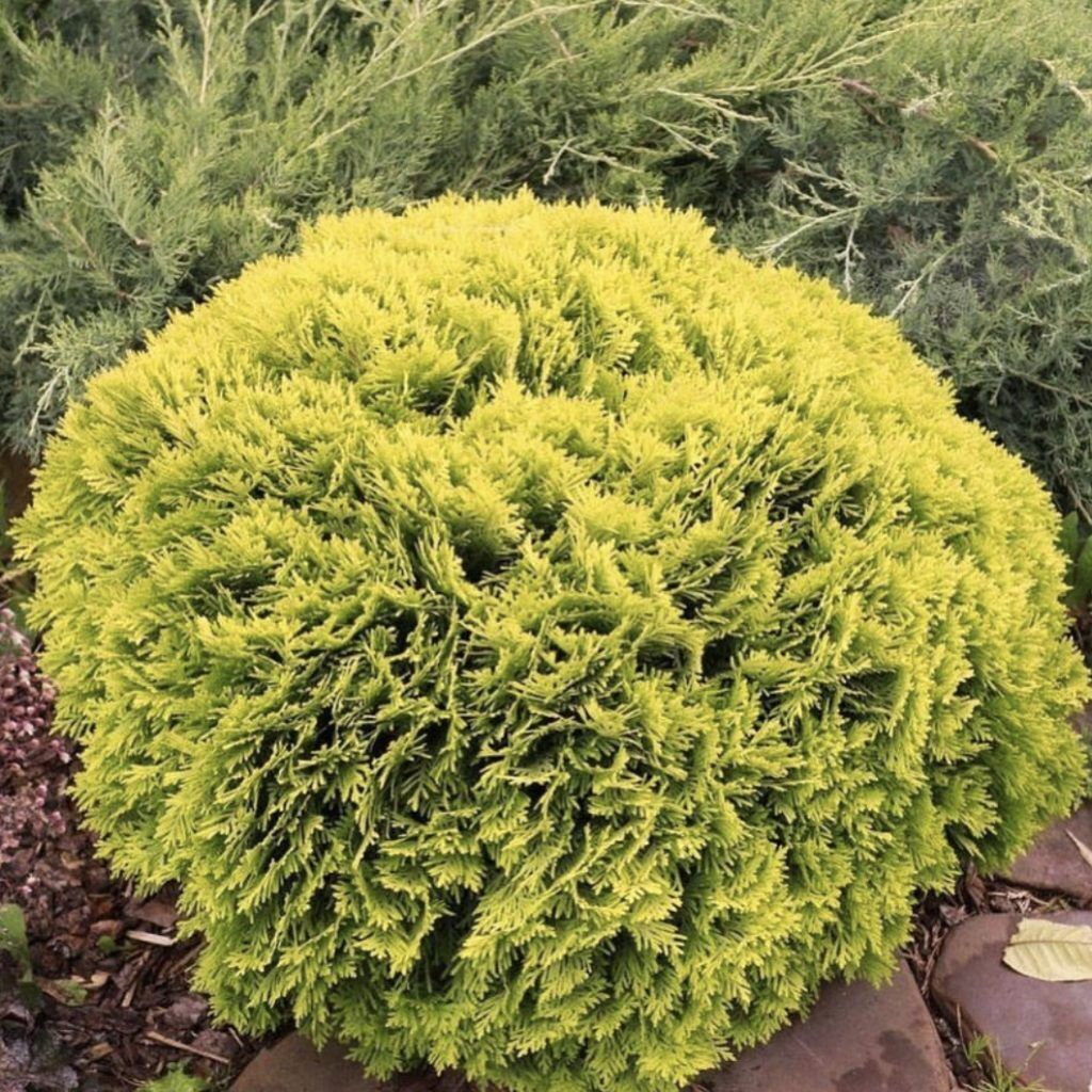 Туя западная (Thuja occidentalis "Danica Aurea")