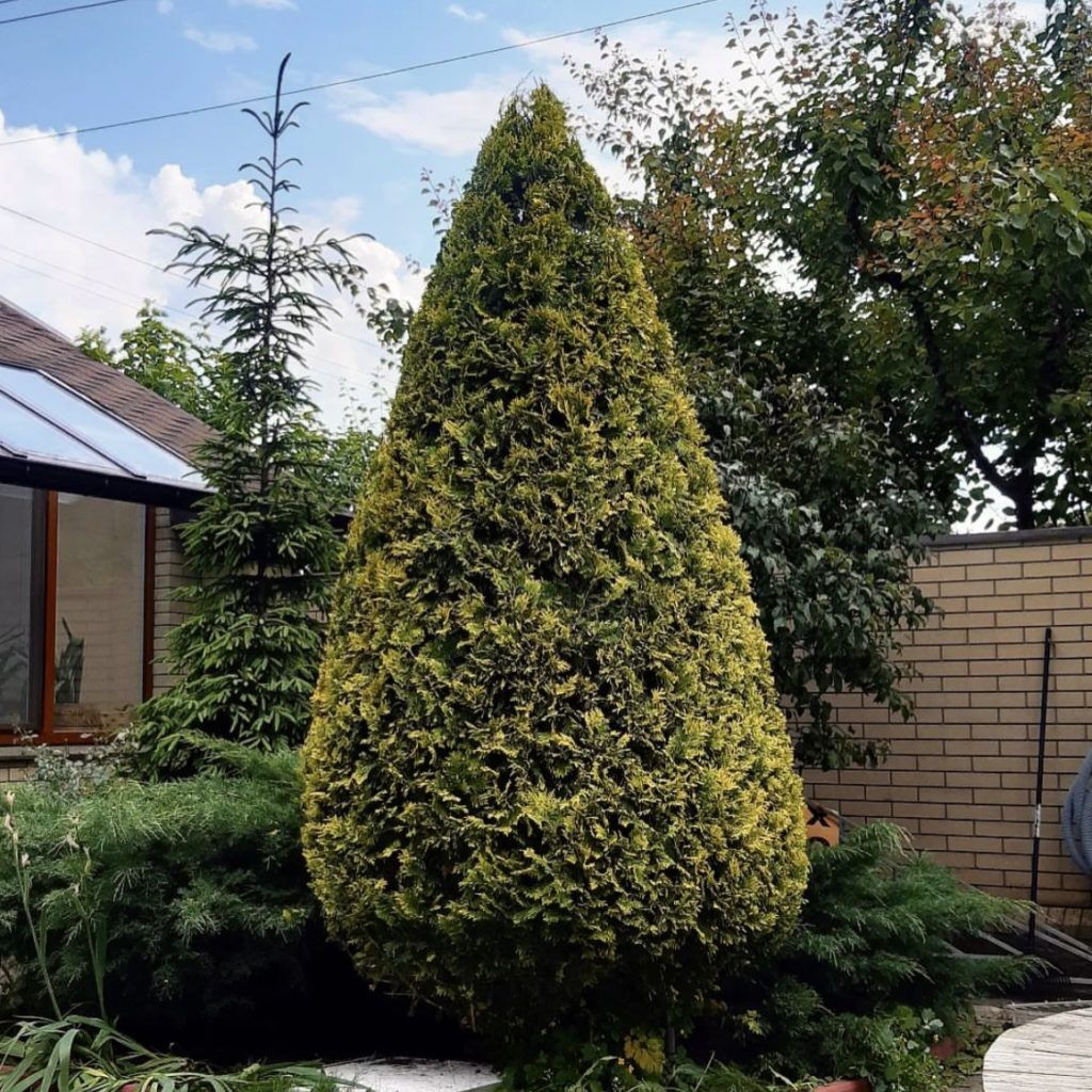 Туя западная (Thuja occidentalis "Little Champion")