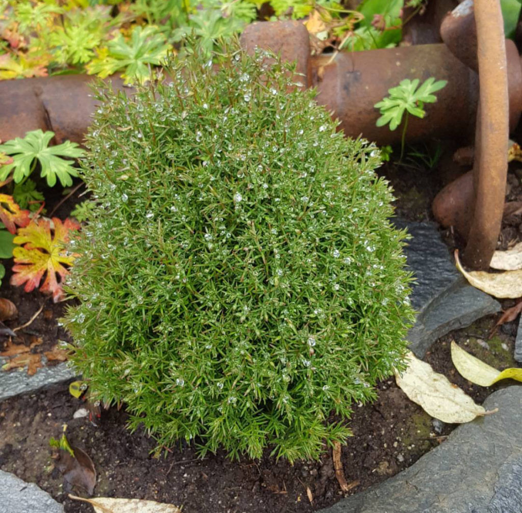 Вейгела цветущая (Weigela florida "Bristol Ruby")