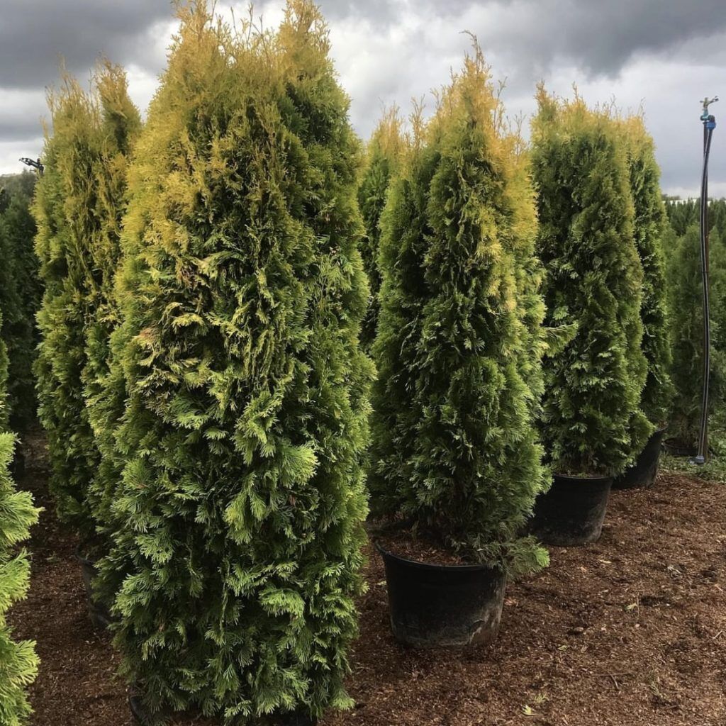 Туя западная (Thuja occidentalis "Jantar")