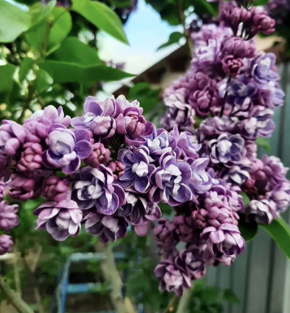 Сирень Ами Шотт2