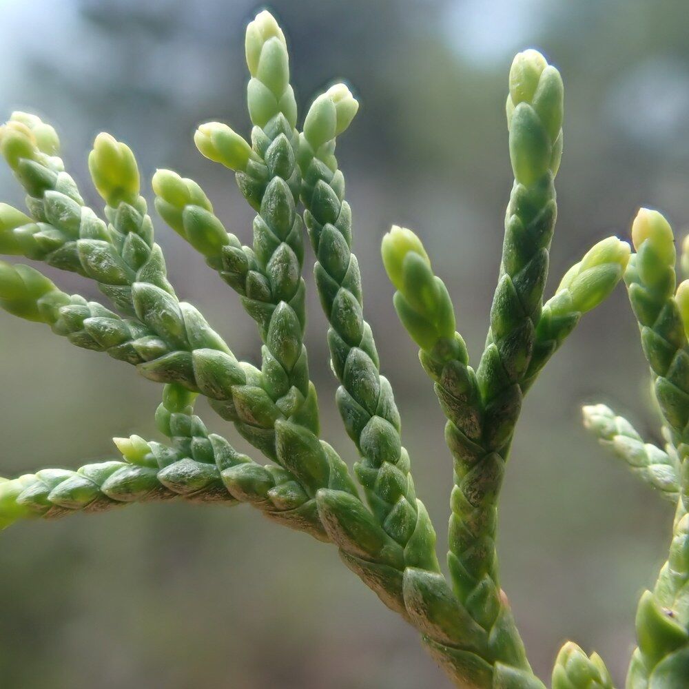 Можжевельник ‘Monarch’ (Juniperus scopulorum ‘Monarch’)