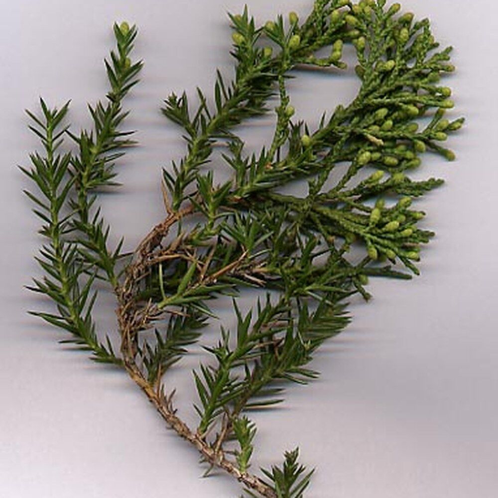 Можжевельник китайский ‘Blue Alps’ (Juniperus chinensis ‘Blue Alps’)