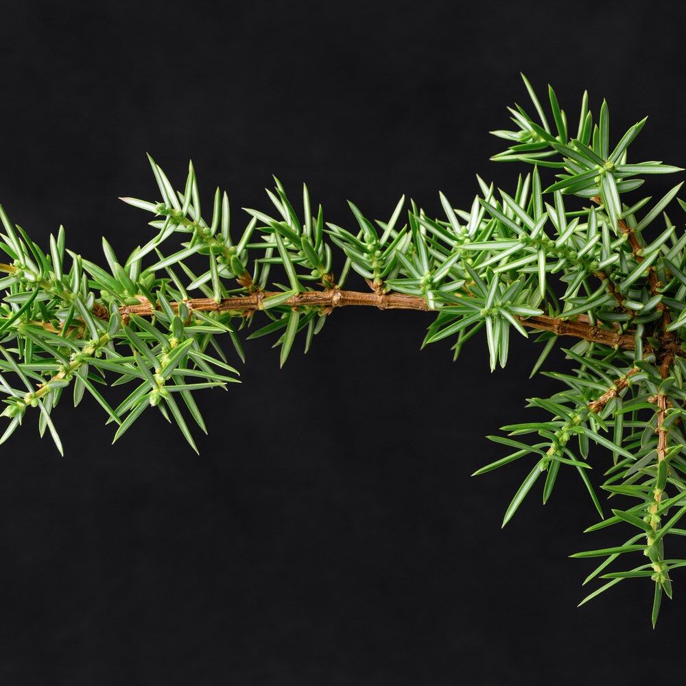 Можжевельник обыкновенный ‘Green Carpet’ (Juniperus communis ‘Green Carpet’)