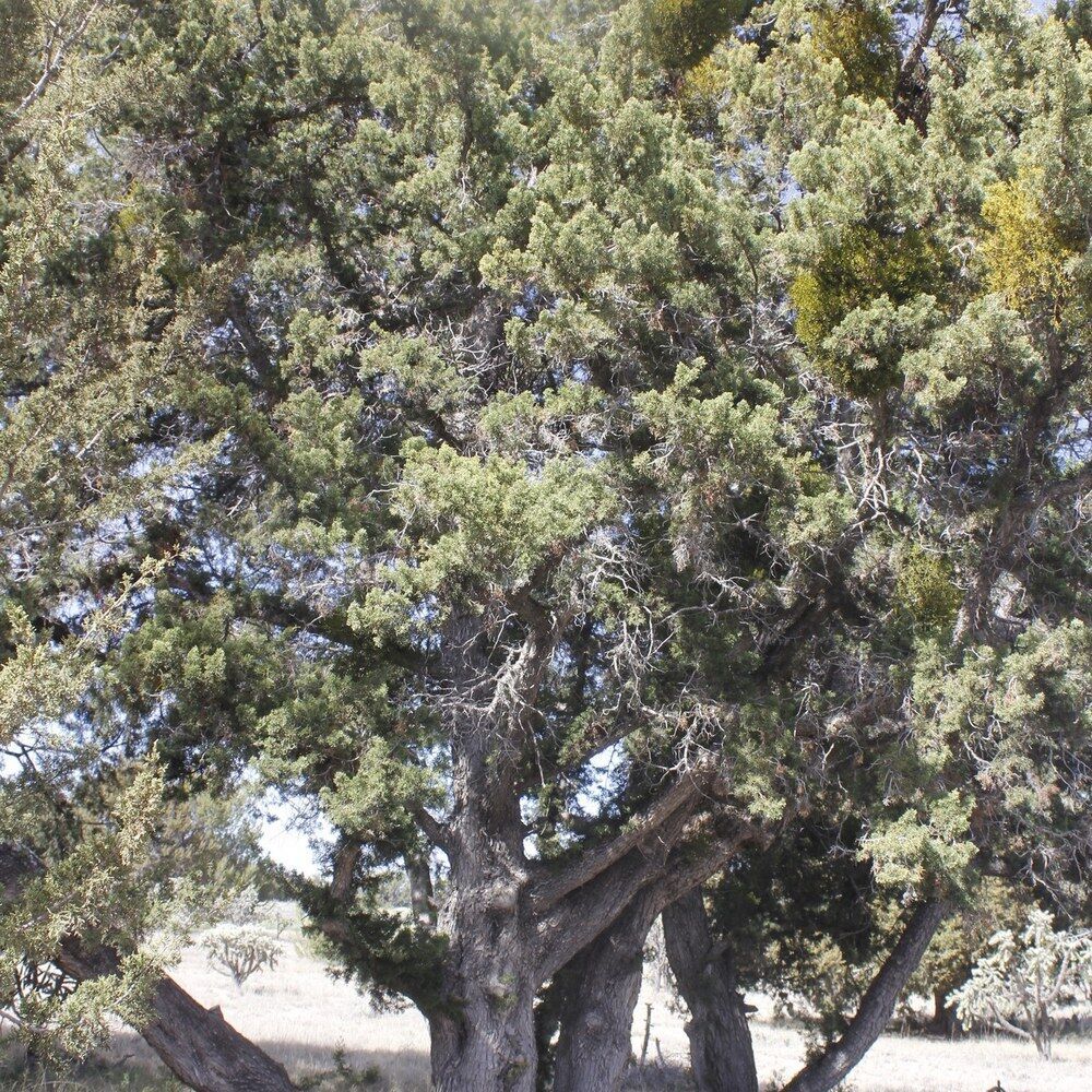 Можжевельник средний ‘Goldschatz’ (Juniperus × media ‘Goldschatz’)