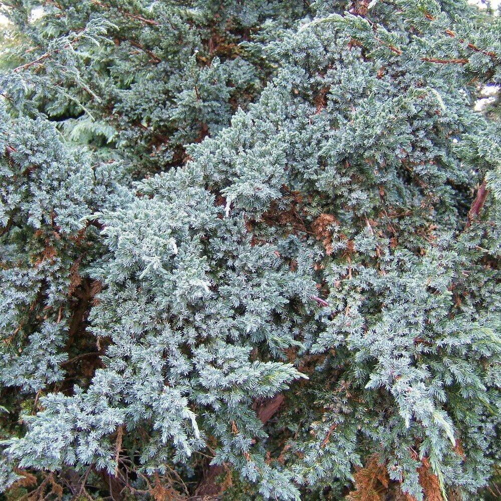 Можжевельник чешуйчатый ‘Spotty Spider’ (Juniperus squamata ‘Spotty Spider’)