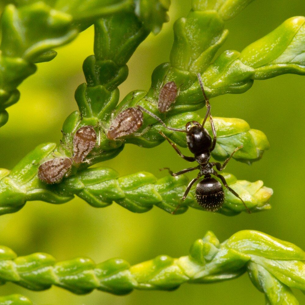 Туя западная ‘Albospicata’ (Thuja occidentalis ‘Albospicata’)