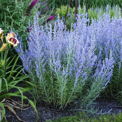 Перовския лебедолистная LITTLE SPIRE (Perovskia atriplicifolia LITTLE SPIRE)