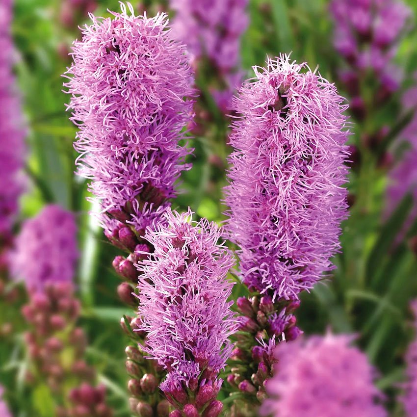 Лиатрис колосковый 'Kobold' (Liatris spicata 'Kobold')