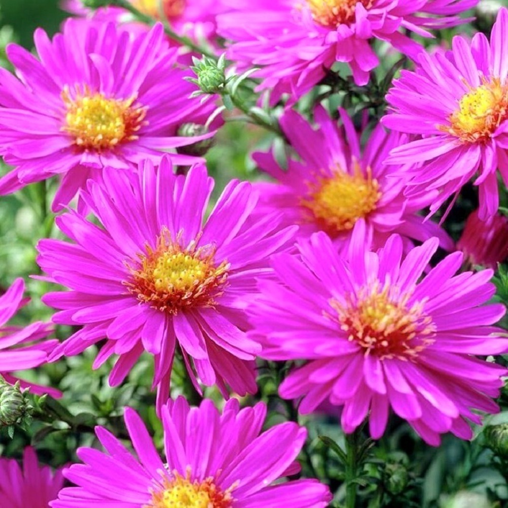 Астра кустарниковая ‘ANNEKE’ (Aster dumosus ‘ANNEKE’)