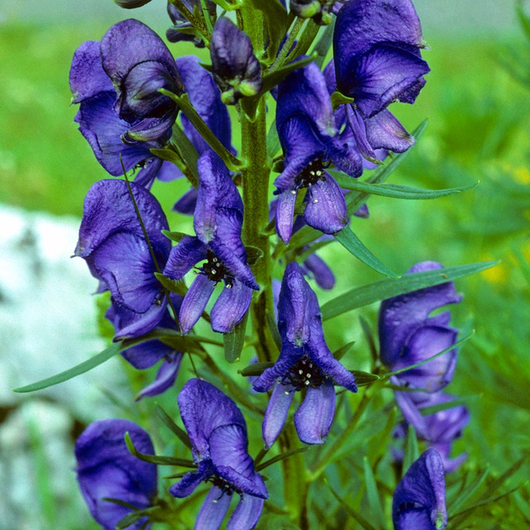 Аконит фиолетовые цветы (Aconitum napellus)