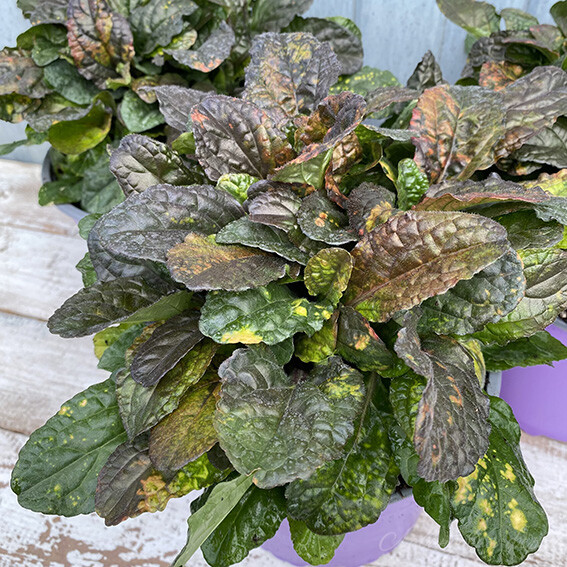 Живучка ползучая Rainbow (Ajuga reptans Rainbow)