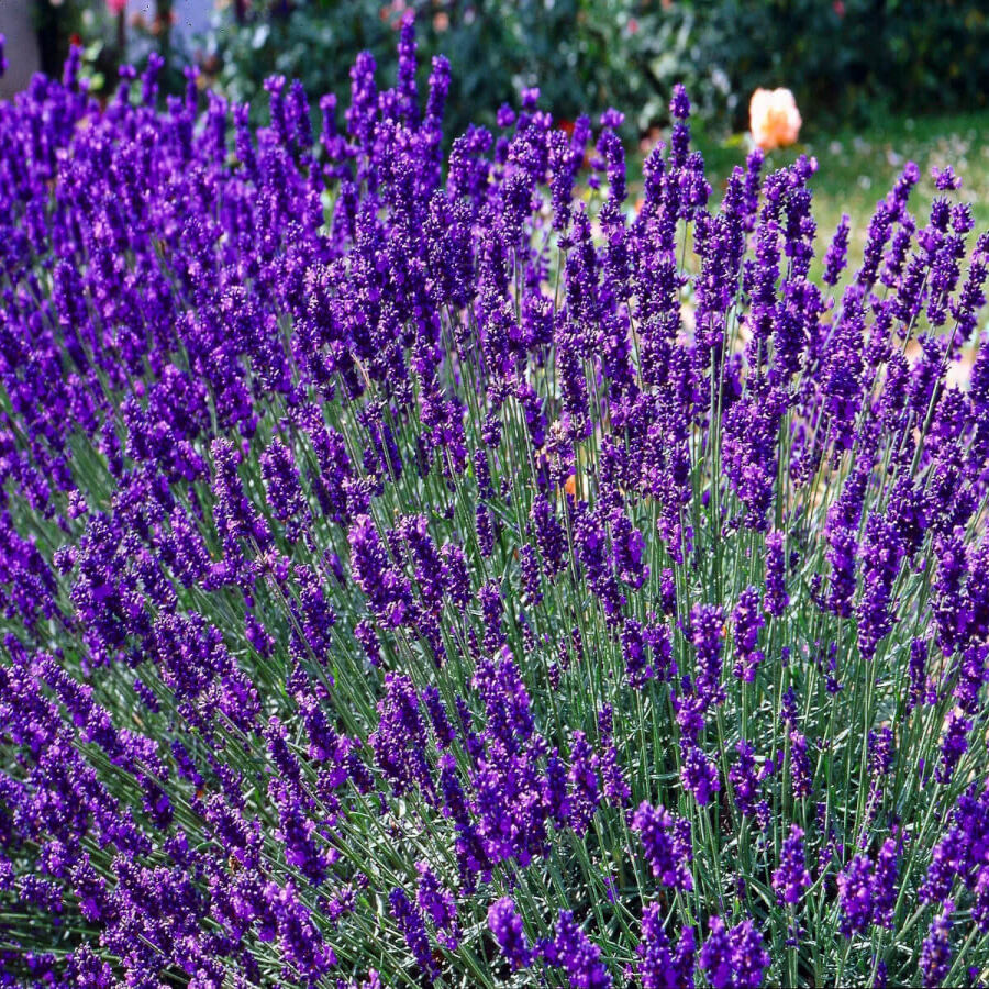 Лаванда (Lavandula)