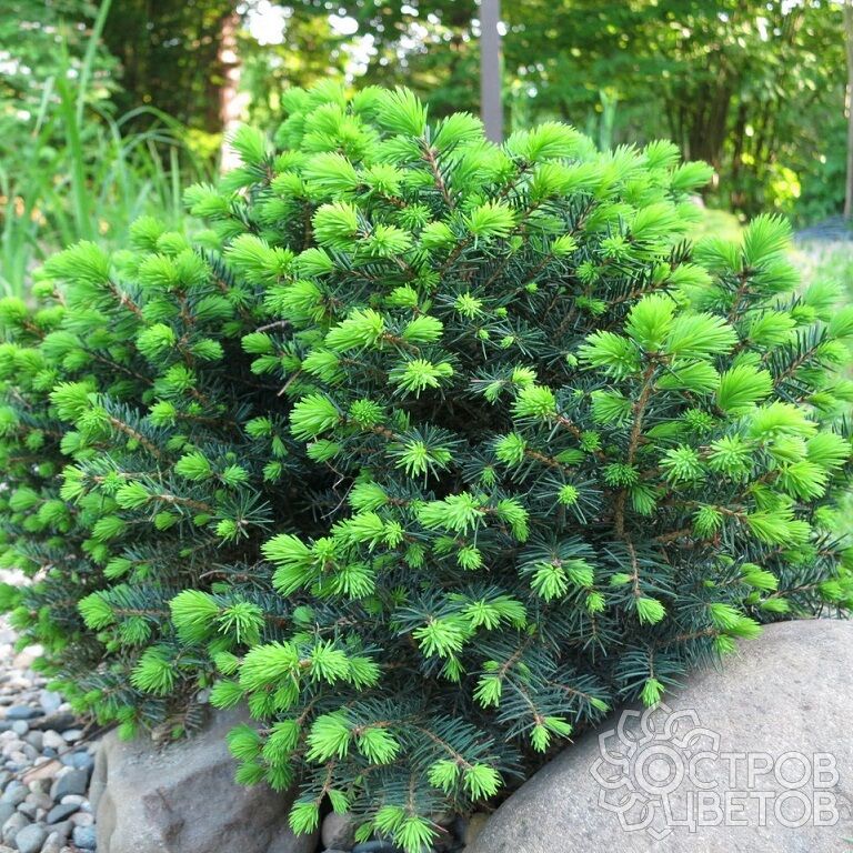Ель сербская Карел (Picea omorika 'Karel')