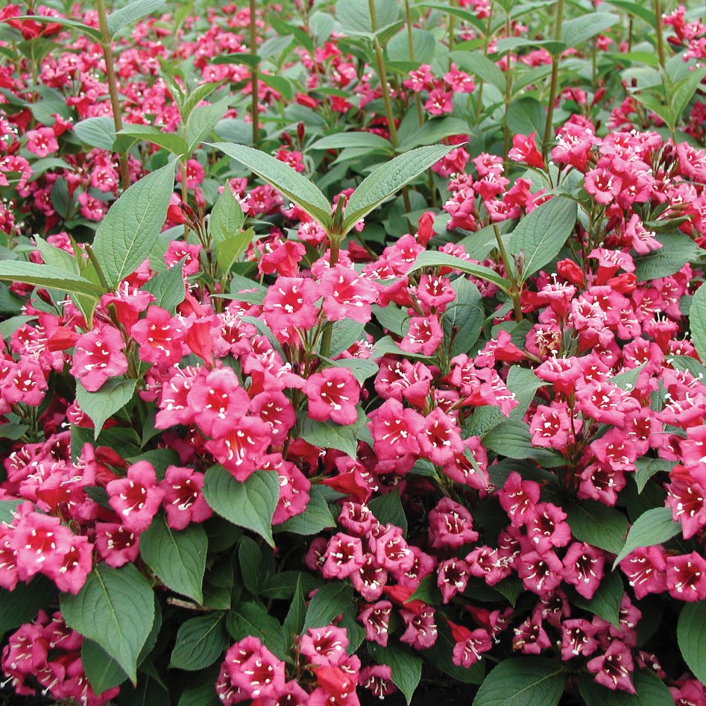 Вейгела цветущая (Weigela florida "Bristol Ruby")