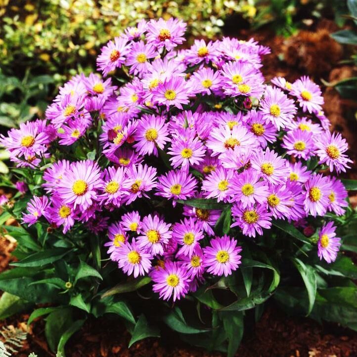 Астра новобельгийская, высокая сиреневая (Aster novi-belgii)