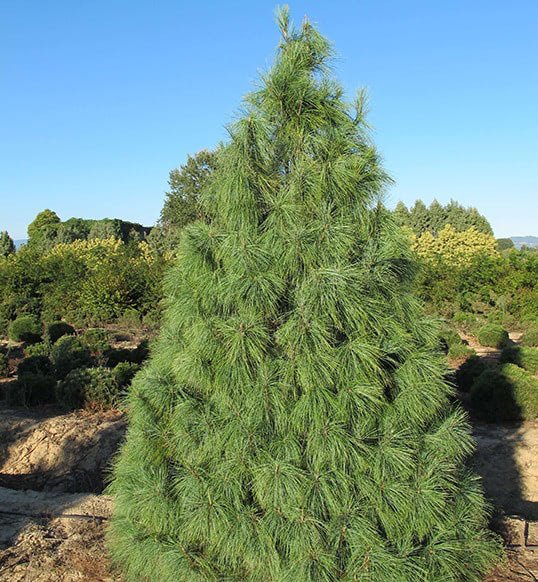 Сосна Веймутова (Pinus strobus)