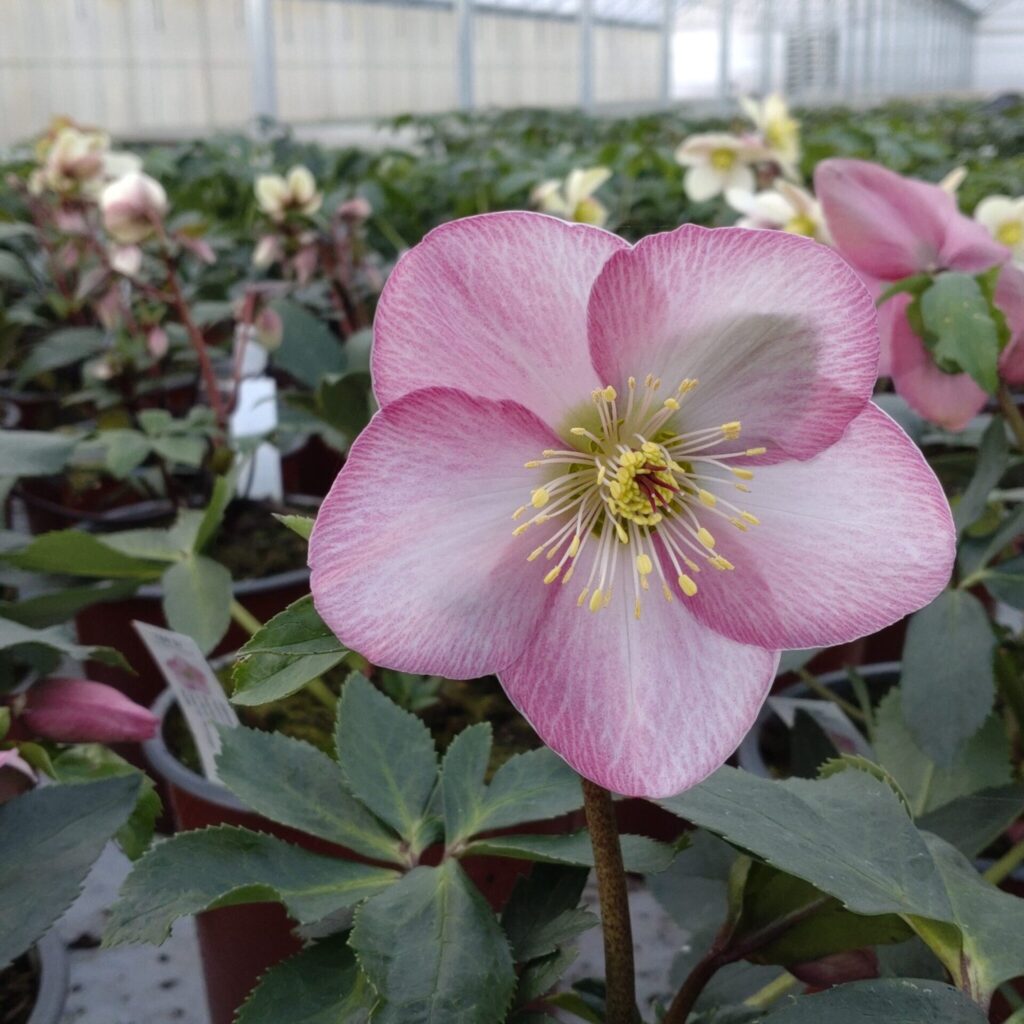 Морозник восточный 'Strawberry Moon' (Helleborus orientalis 'Strawberry Moon')