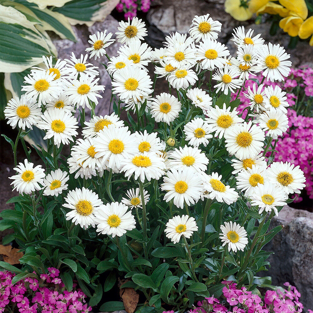 Астра альпийская ‘WEISS’ (Aster alpinus ‘WEISS’)