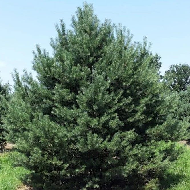 Сосна обыкновенная (Pinus sylvestris)