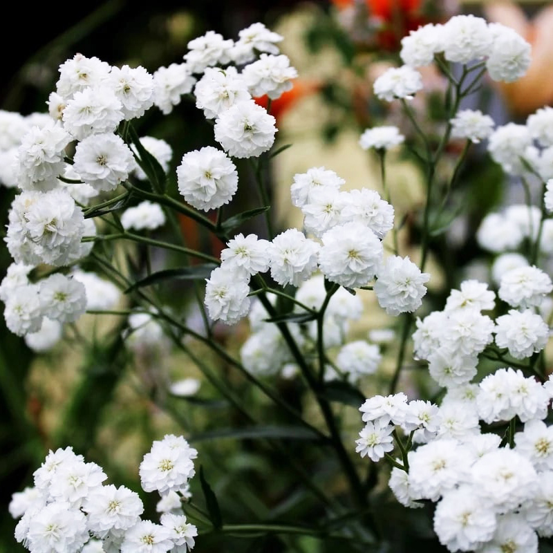 Тысячелистник птармика ‘MARSHMALLOW’
