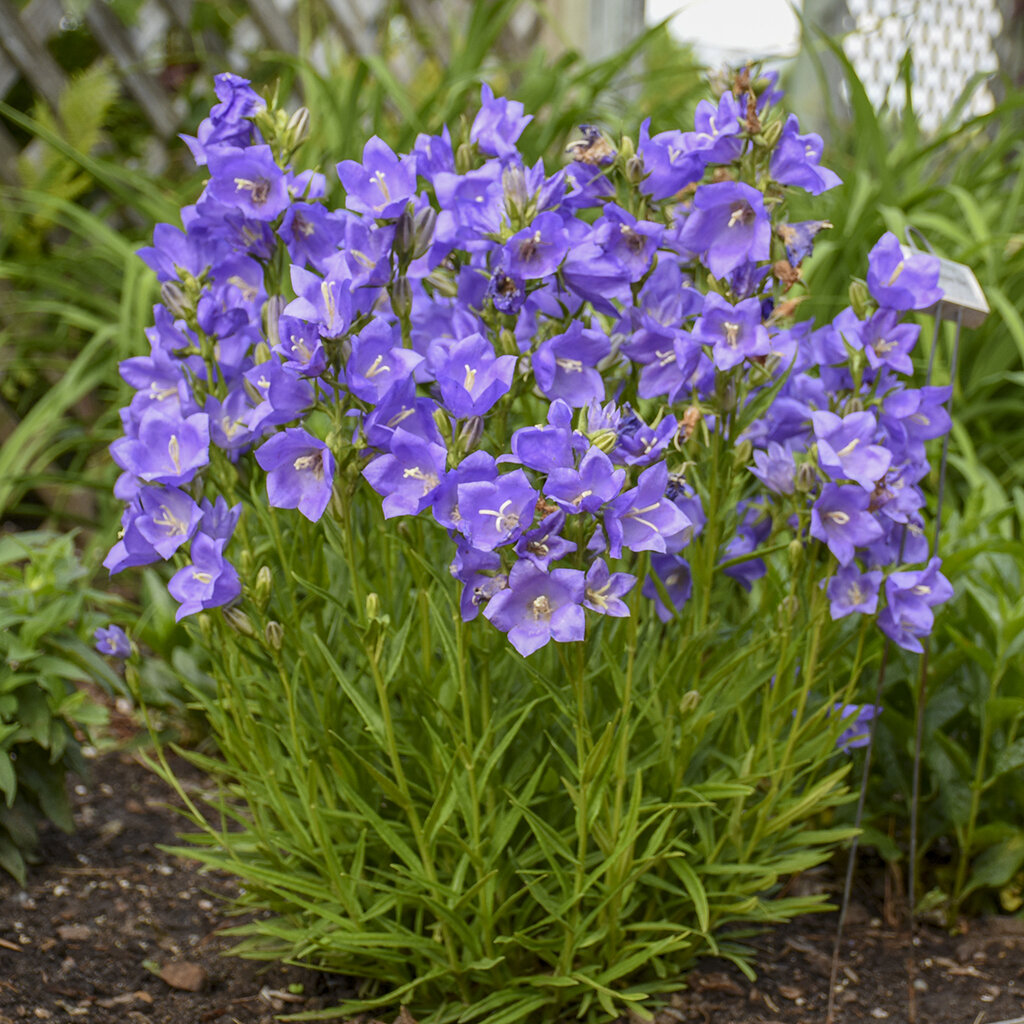 Колокольчик персиколистный ‘TAKION BLUE’ (Campanula persicifolia ‘TAKION BLUE’)