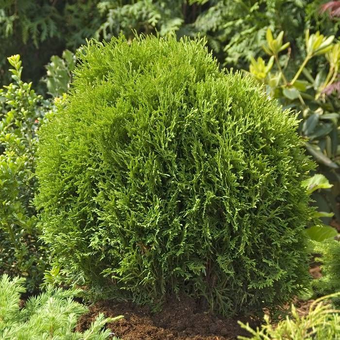 Туя западная (Thuja occidentalis "Brabant")