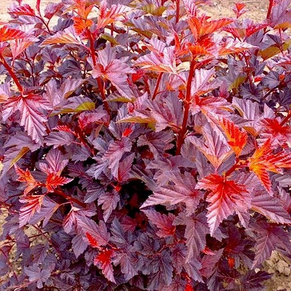 Пузыреплодник калинолистный (Physocarpus opulifolius)