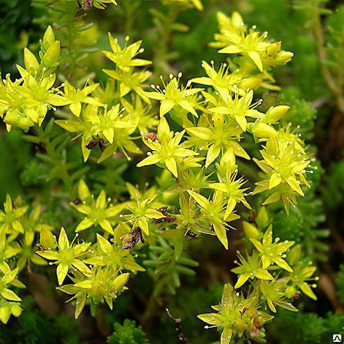 Очиток (Седум) едкий (Sedum acre)
