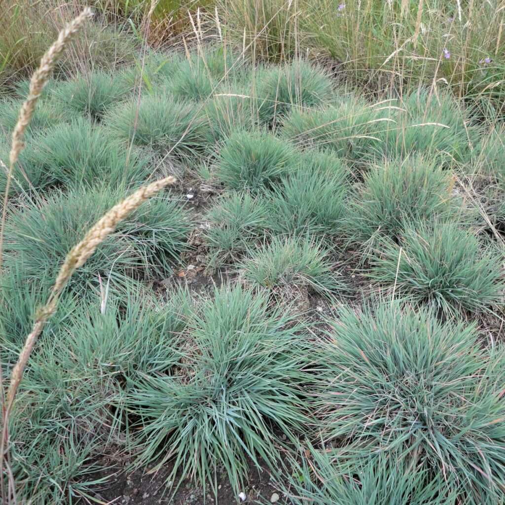 Келерия сизая (Koeleria glauca)