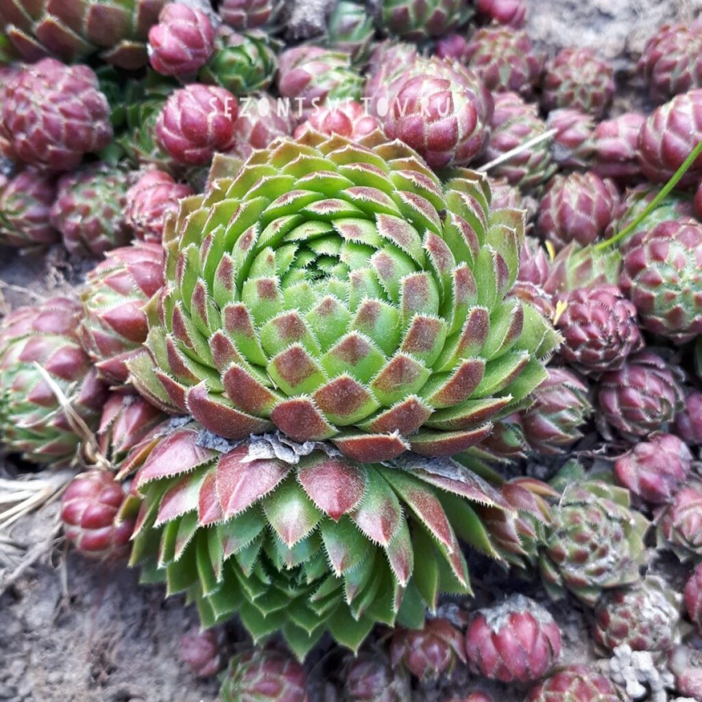 Молодило 'Alladine' (Sempervivum 'Alladine')