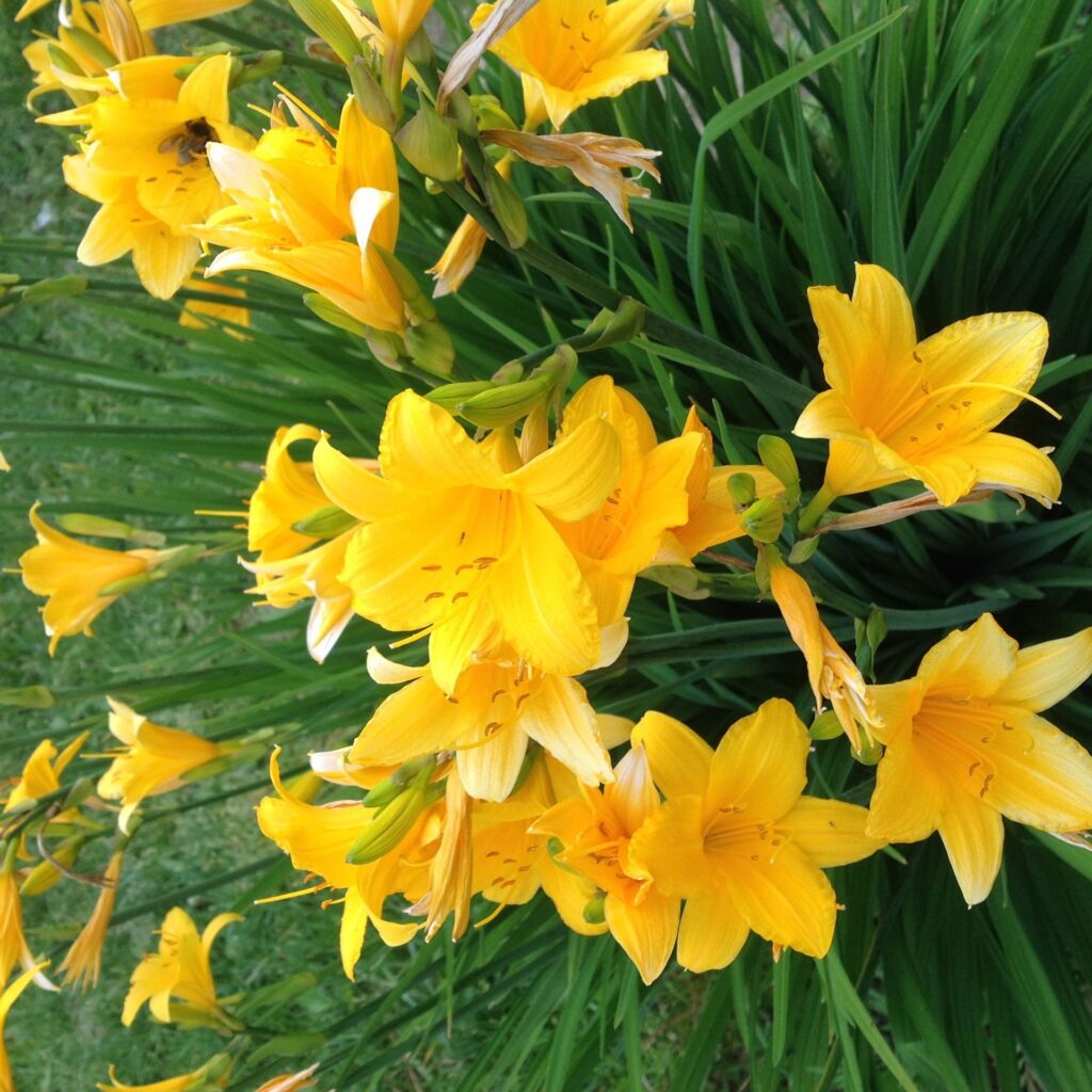 Лилейник (Hemerocallis)