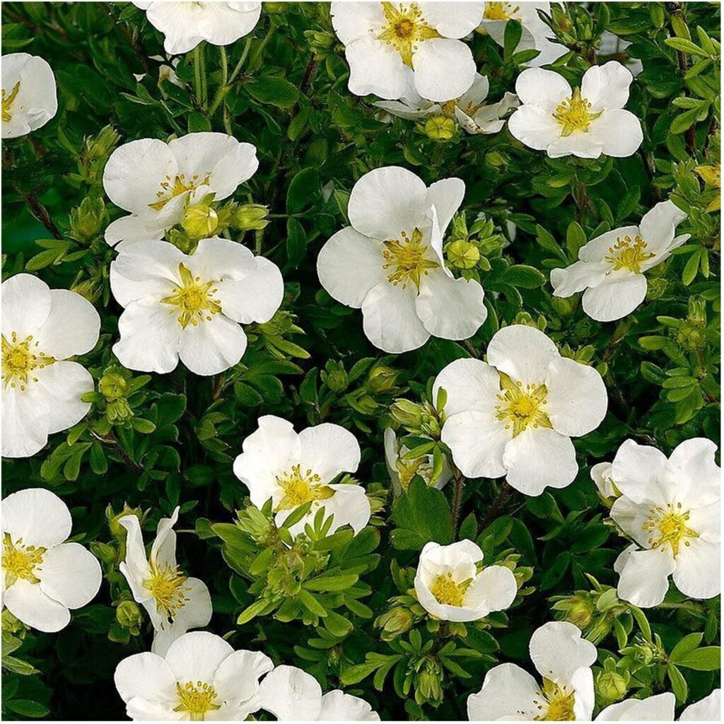 Лапчатка кустарниковая ‘Абботствуд’ (Potentilla fruticosa ‘Abbotswood’)