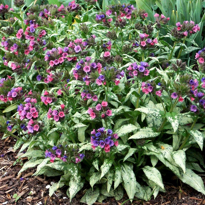 Медуница 'Silver Bouquet' (Pulmonaria 'Silver Bouquet')